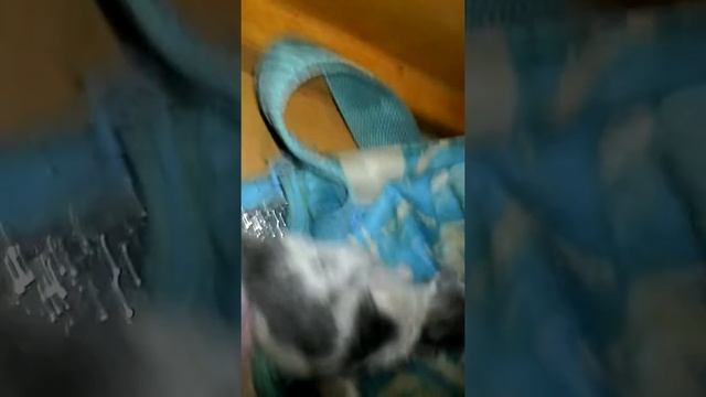 У меня родился котёнок смотреть онлайн