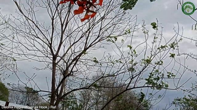 Delonix Regia (Bojer ex Hook.) Raf. | Flowering Shrubs & Trees | 🇵🇦 Panama | смотреть онлайн