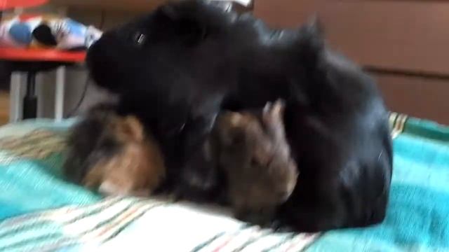 Морская свинка с детенышами смотреть онлайн