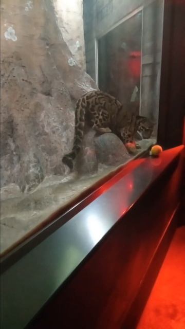 the best zoo experience I had смотреть онлайн