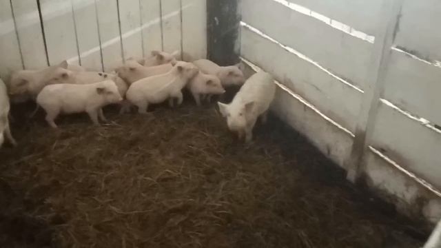 Сарай из соломы ч.2 и Свиньи как бизнес в новых реалиях №44 смотреть онлайн