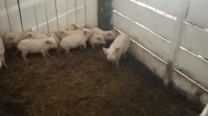 Сарай из соломы ч.2 и Свиньи как бизнес в новых реалиях №44