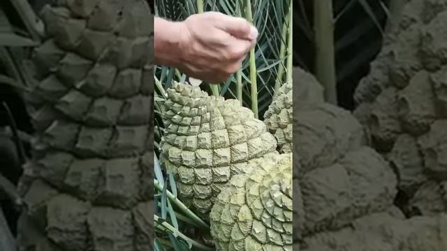 How to pollinate a female cycad cone 2 Andre Cilliers смотреть онлайн