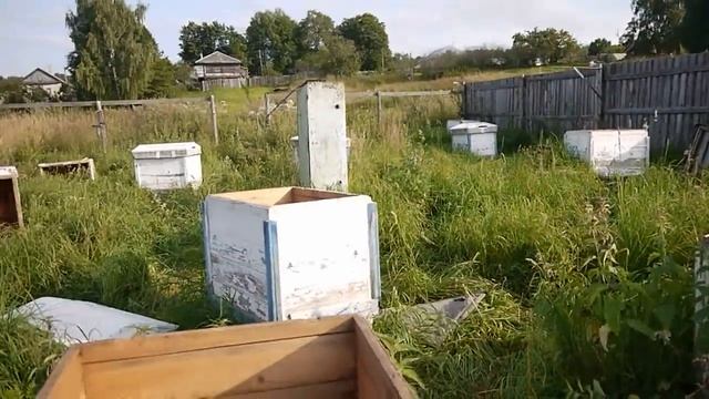 Приехали покупать пасеку. Купили заброшенную пасеку. Пчеловодство с нуля.