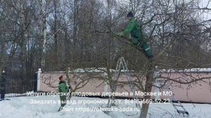 Заказать услуги агрономов по обрезке плодовых деревьев в Москве и МО. Звоните по т. 8(495)669-52-23