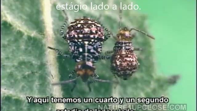 Metamorfose dos percevejos смотреть онлайн