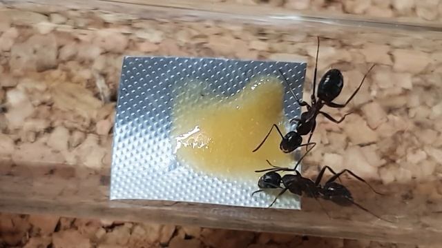 🐜 Camponotus ligniperda & Apricot Pangea Gecko Diet [Tydzień 37] смотреть онлайн