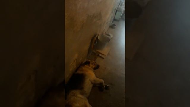 Забота о бездомных животных 20190730 141356 смотреть онлайн