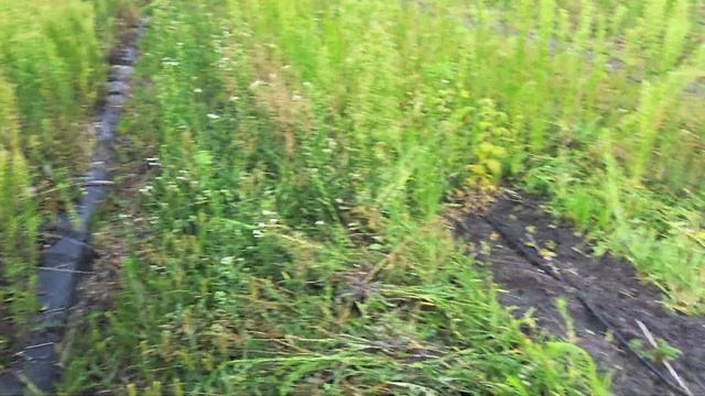 Как спасти Малину / Малина 2024