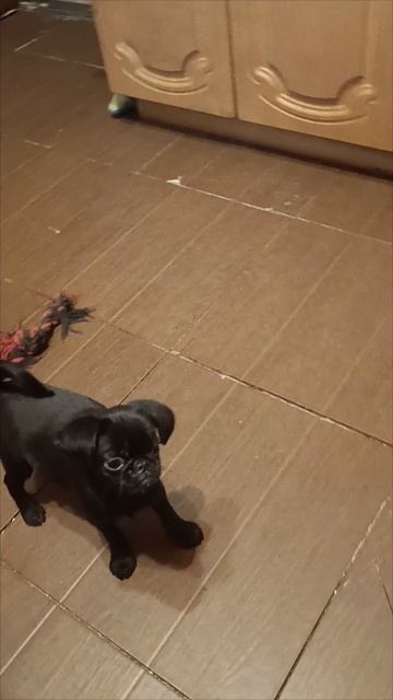 Питомник Dolche Vita Cane предлагает щенков Гриффинов и брабансона