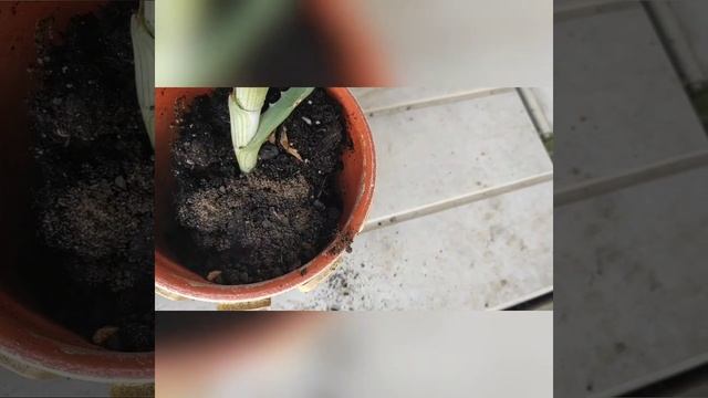 Lifehack❣️ Как правильно посадить цветок. 🌺Всю пошаговую инструкцию, вы найдете, в этом видео видео смотреть онлайн