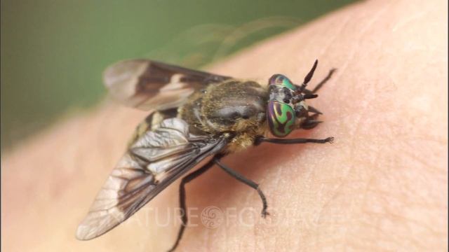 Stable Fly And Mosquito Feeding On Human Blood смотреть онлайн