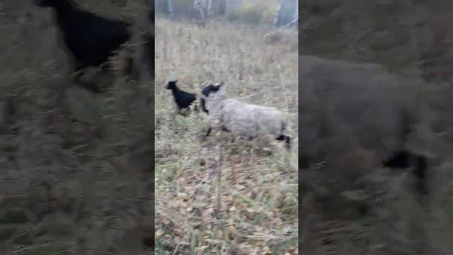 Раманов куйлари ва Дорпер кучкори смотреть онлайн