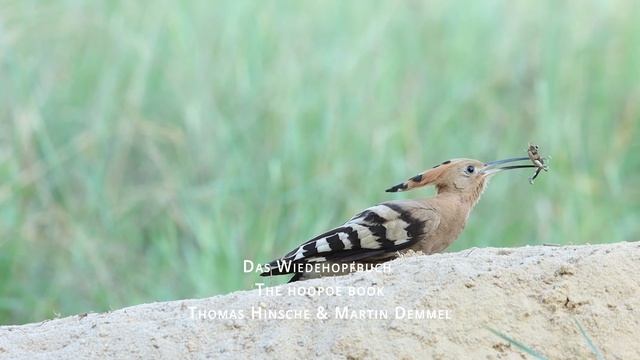 HOOPOE | Upupa epops | Feeding each other / Futterübergabe bei den Wiedehopfen | удод | abubilla смотреть онлайн