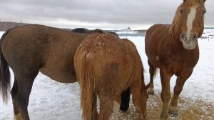 новый жеребёнок