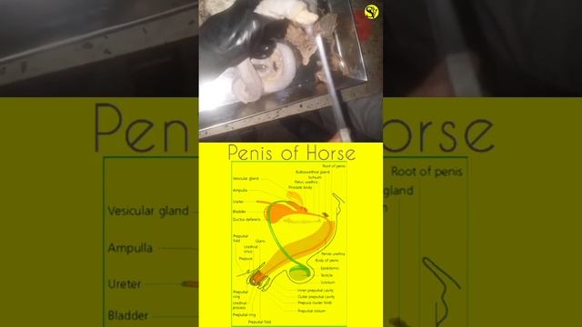 The Bull and Stallion Penis | The anatomy of penis | Male reproductive system | Soul vet смотреть онлайн