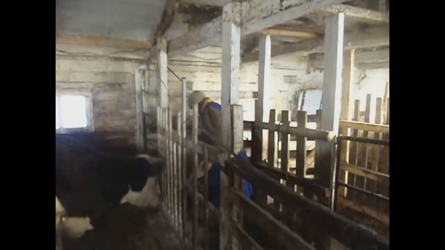 Автоматизированное доение в малом хозяйстве. Какой аппарат лучше? смотреть онлайн