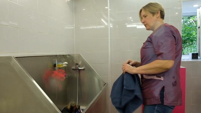 Йоркширский терьер.Уход за длинной шерстью, содержание, груминг. Руководство пользователя.