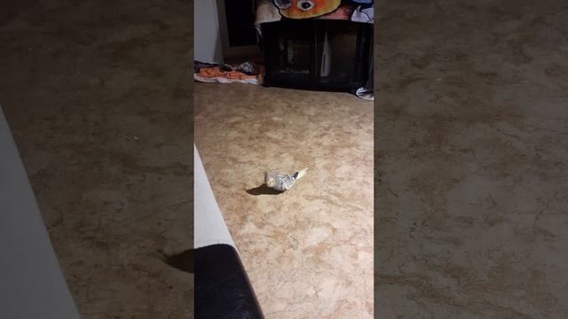 Ника грызет под диван смотреть онлайн