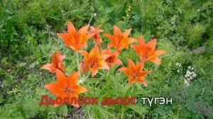 Айгылаан - Сардаана (караоке - режим обучения)