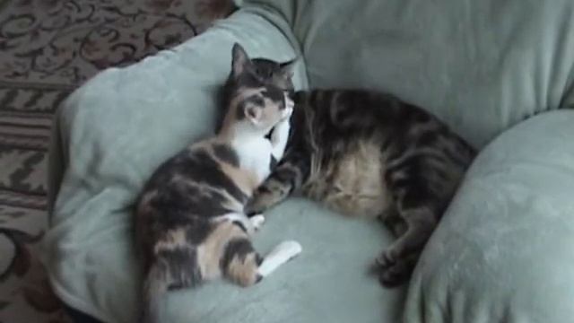 Funny cats -Nina & Antek. Wesole Kotki. смотреть онлайн