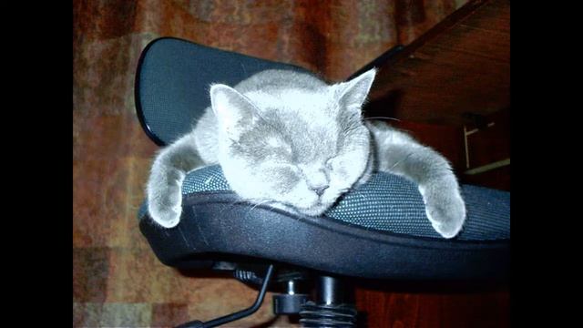 Песня Сергея Ларина «Кошка» смотреть онлайн