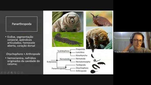 Introdução a Ecdysozoa смотреть онлайн