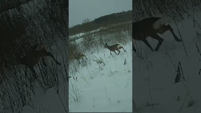 Дикие косули на лесной опушке. #местные, жизньвдеревне,