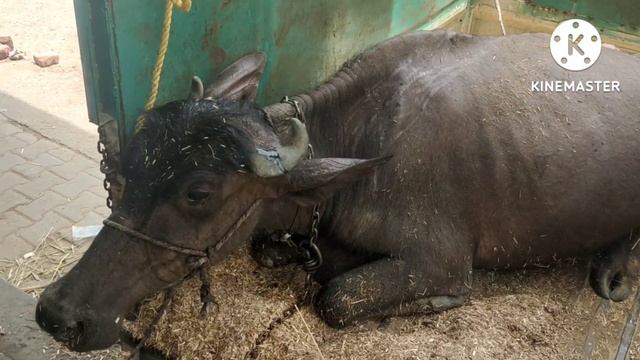 Ruminal Impaction ! भैसों में गोबर बंद लगने का करना एवं उपचार ? смотреть онлайн