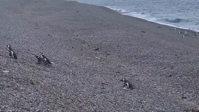 Пингвины, Пуэрто Мадрин _2 смотреть онлайн