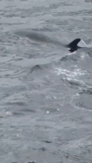 Pod of Orca hunting off Scotland #orca #killerwhales #scotland смотреть онлайн