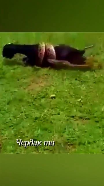 Анаконда напала на козу. смотреть онлайн