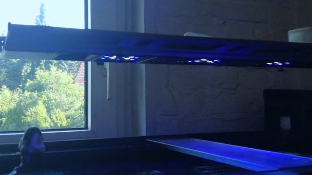 Meerwasseraquarium 250 Liter, Maxspect 160 Watt 16000k смотреть онлайн