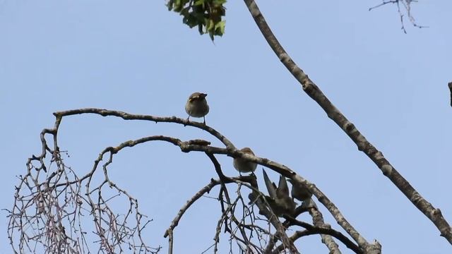Щегол с птенцами смотреть онлайн