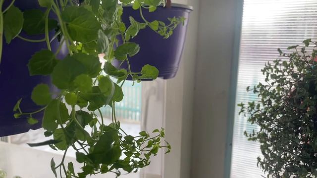 Результат укоренения Кампанулы в агроперлит с вермикулитом 1:1 смотреть онлайн