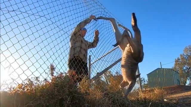 1373 Уникальные кадры спасения животных  Люди помогают животным   YouTube