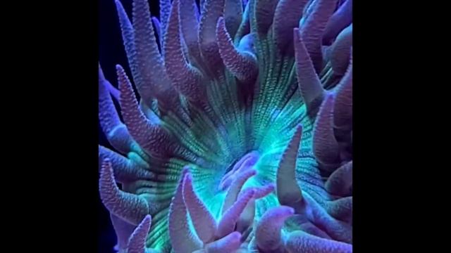 Introduction to Canadian Reef Masters Red Sea Reefer 250 Coral Reef Aquarium смотреть онлайн