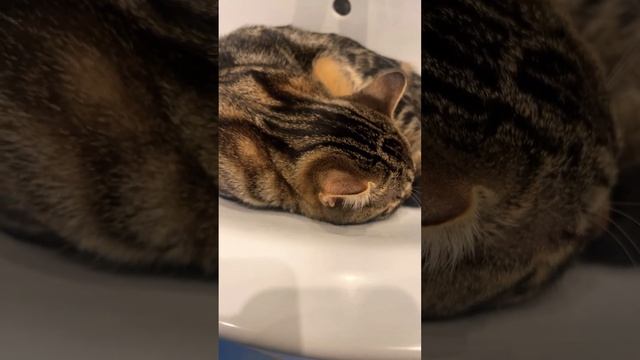 Мой котик спит ￼ смотреть онлайн
