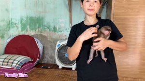 Baby monkey Tina and her mother introduce their home