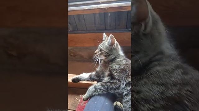 ...... и в каком же ухе у меня жужжит?.......))) смотреть онлайн