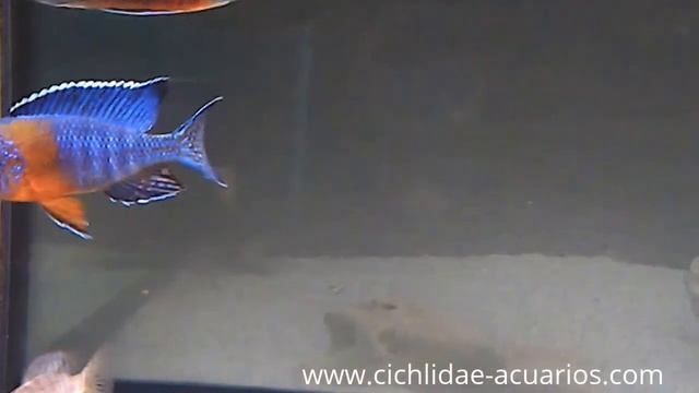 Aulonocara stuartgranti maulana смотреть онлайн