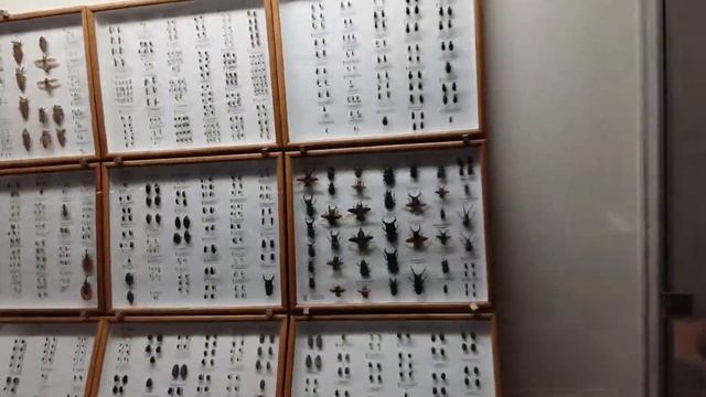VLOG Уникальный ЗОО музей Unique Zoological Museum смотреть онлайн