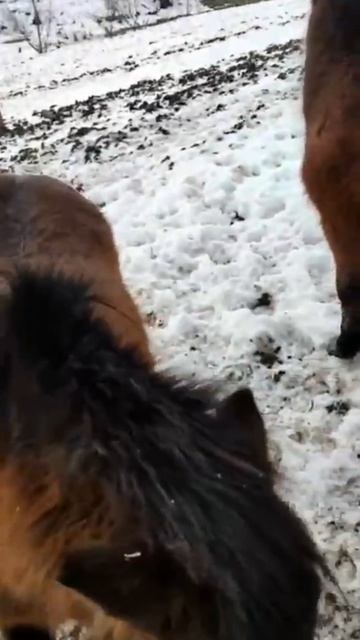 Новые резиденты парка