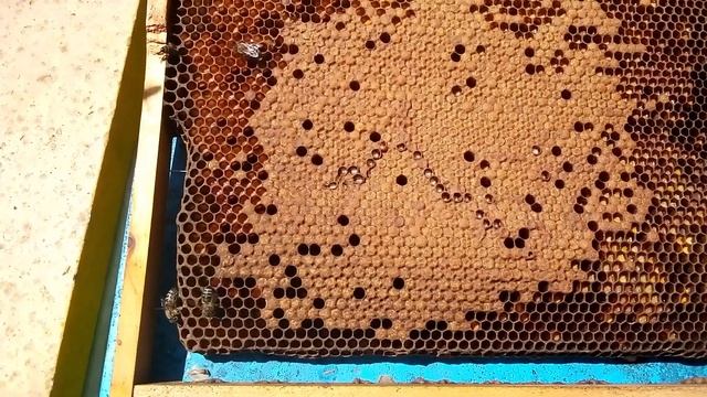 Работа восковой моли на расплоде смотреть онлайн