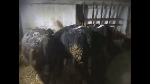 Больной бычок: что с ним было. Остановка желудка и последствия. смотреть онлайн