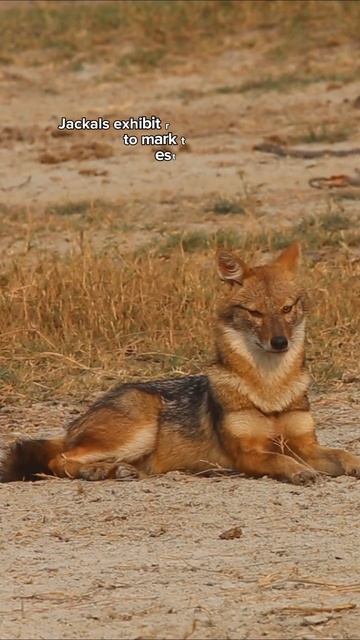 A jackal urinates in the same hole for years. #learning #snap смотреть онлайн