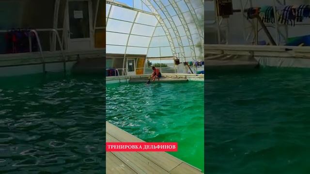 Тренировка Дельфинов Донузлав #дельфин #море #крым #дельфинарий смотреть онлайн
