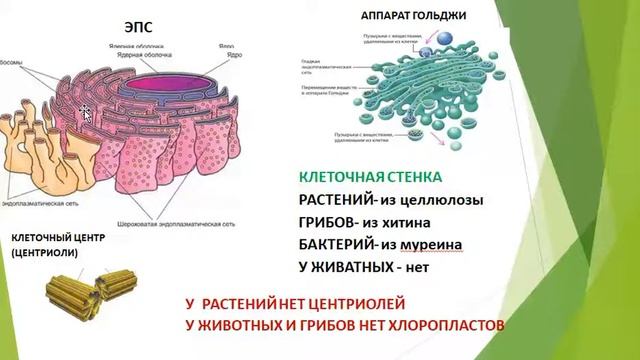 Сравнение строения клеток разных царств