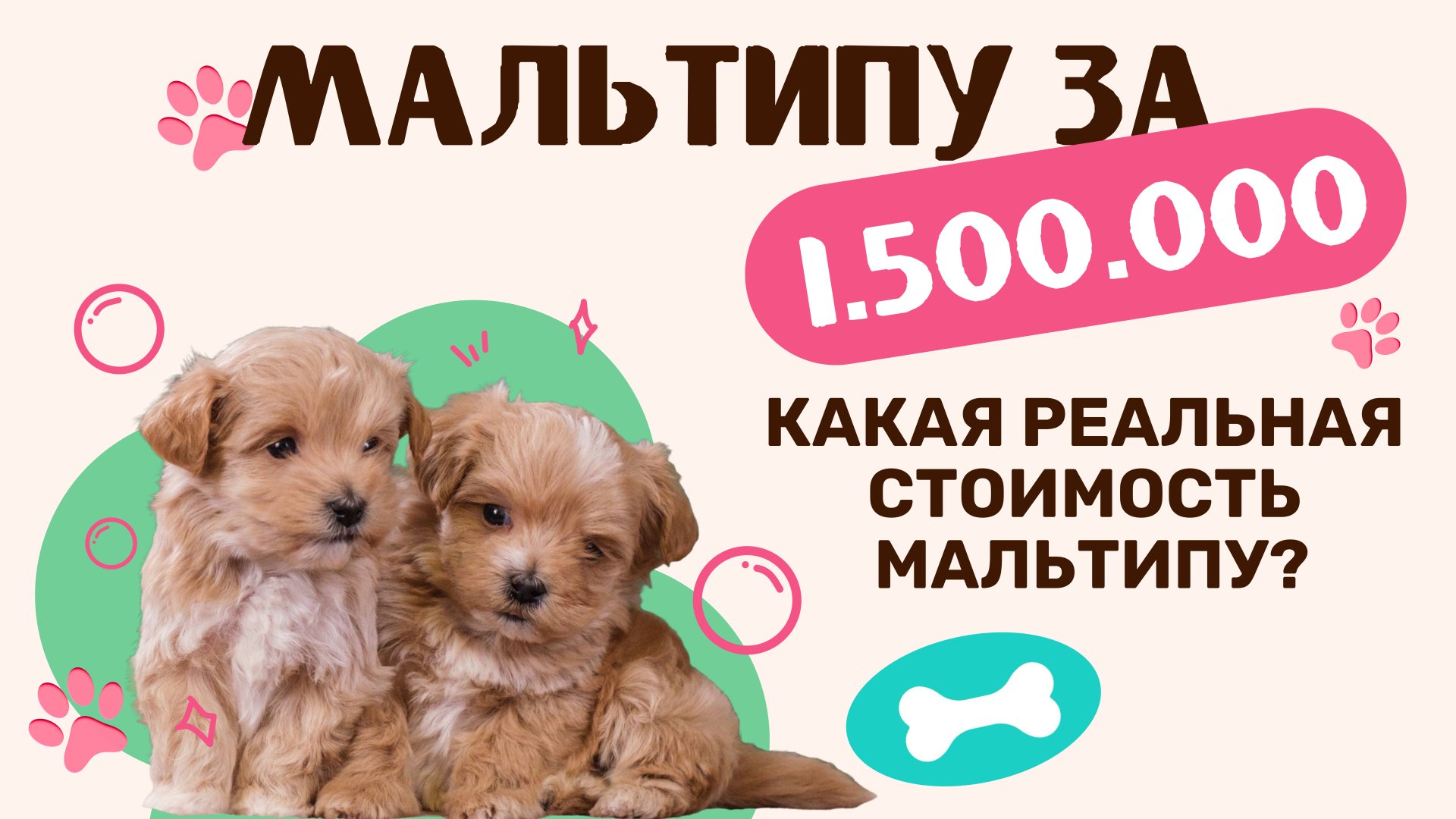 Мальтипу. Сколько стоит щенок Мальтипу? Правда, что есть щенки за 1 500 000руб.? смотреть онлайн