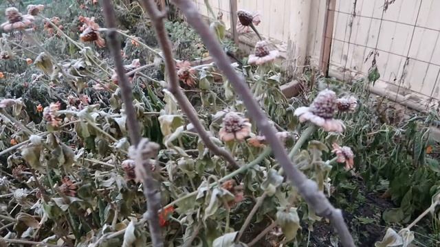 Frozen Garden/ Walk through the garden смотреть онлайн